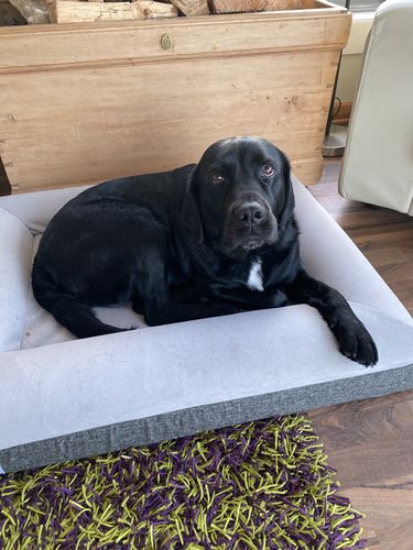 Customer photo review of Orthopaedic Memory Foam Bed