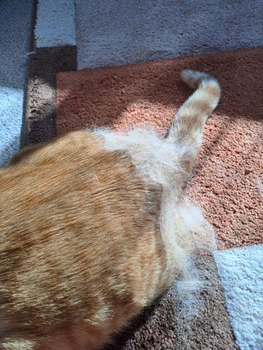 Customer photo review of Pet Hair Removal Comb with Water Tank