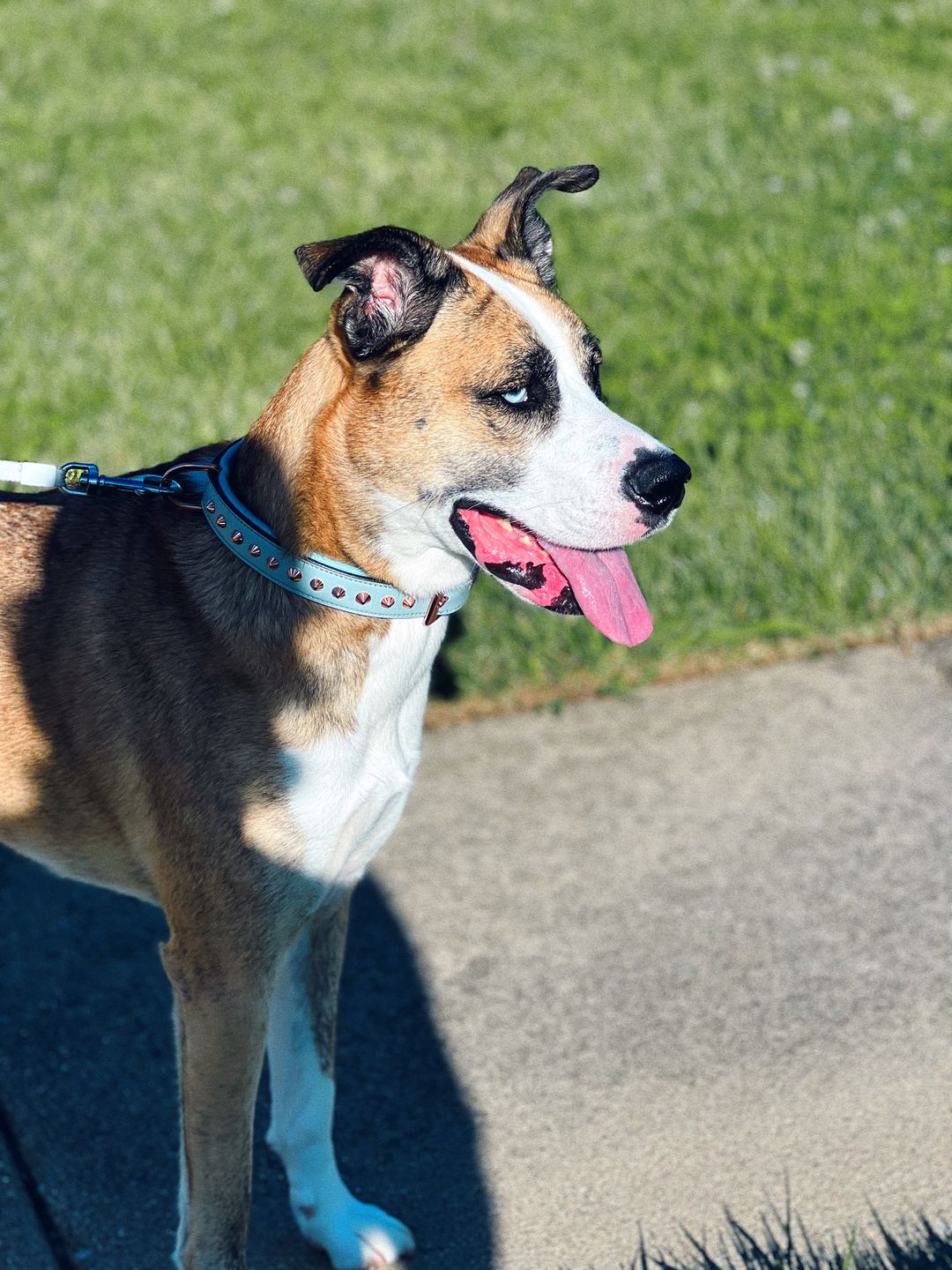 Customer photo review of Hand Made Leather Dog Collar - Imperial Baby Blue & Rose Gold (Slim fit)