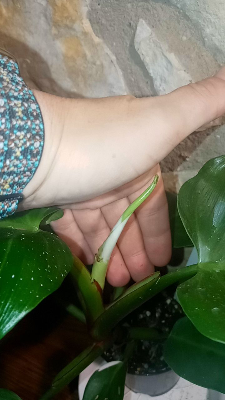 Customer photo review of Philodendron 'White Princess' *LOW VARIEGATION*