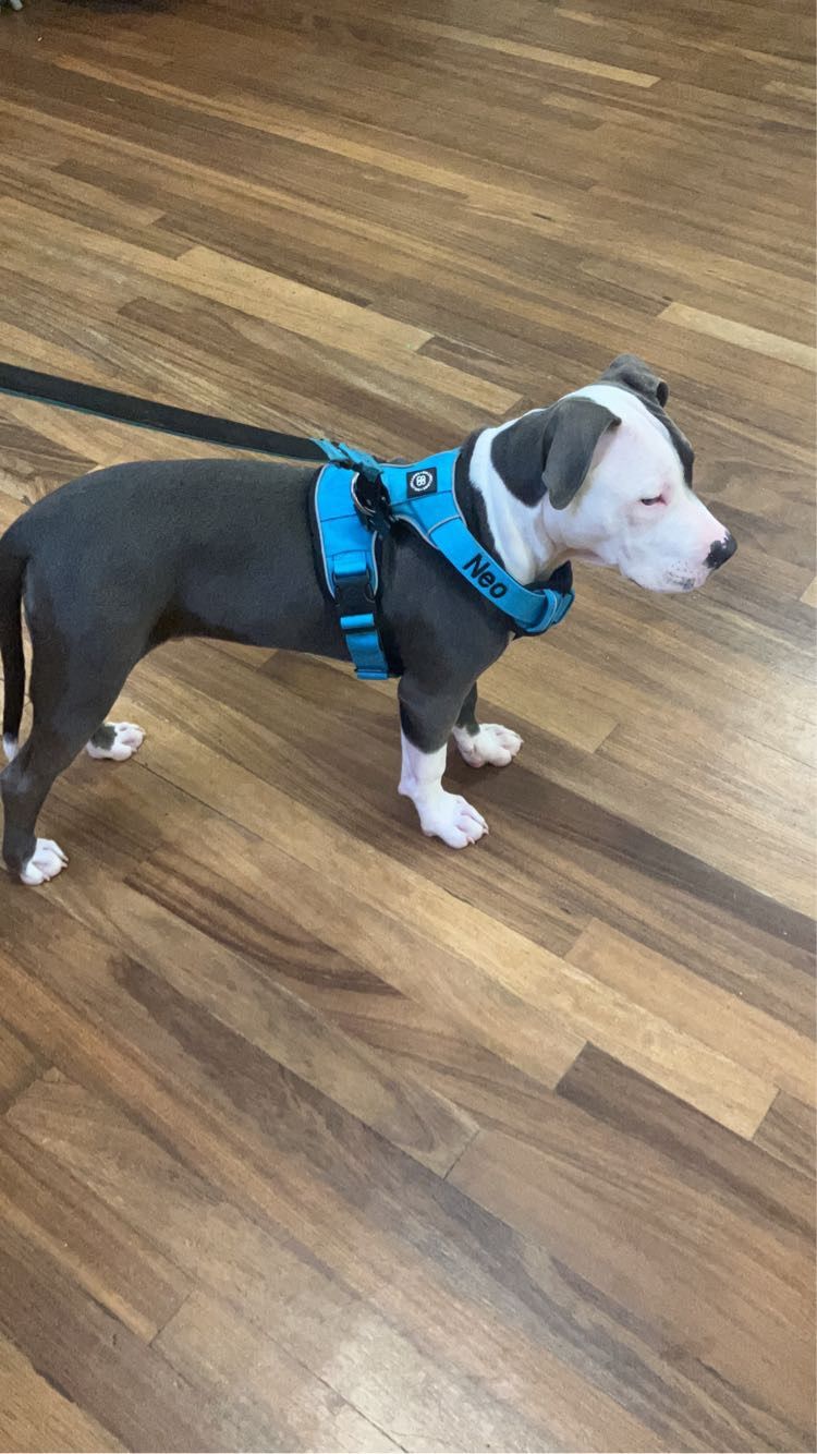 Customer photo review of Premium Comfort Harness | Non Restrictive & Adjustable - Light Blue