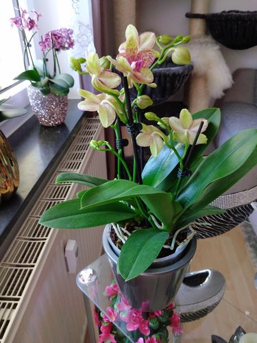 Customer photo review of Große Two of Us Perfetto mit gelb-roten Blüten und 4+ Stielen