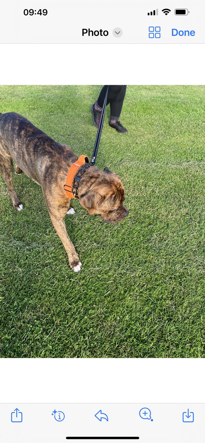 Customer photo review of 4cm Combat® Collar | With Handle & Rated Clip - Orange v2.0