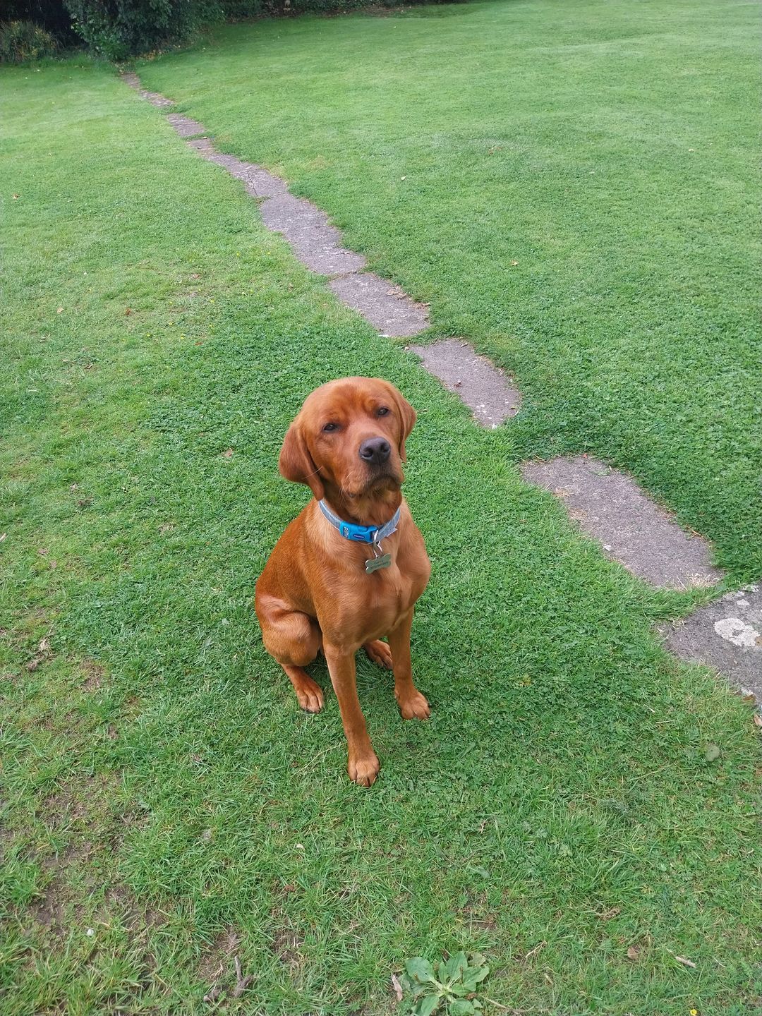 Customer photo review of Spare Collar for Medium or Large Dog