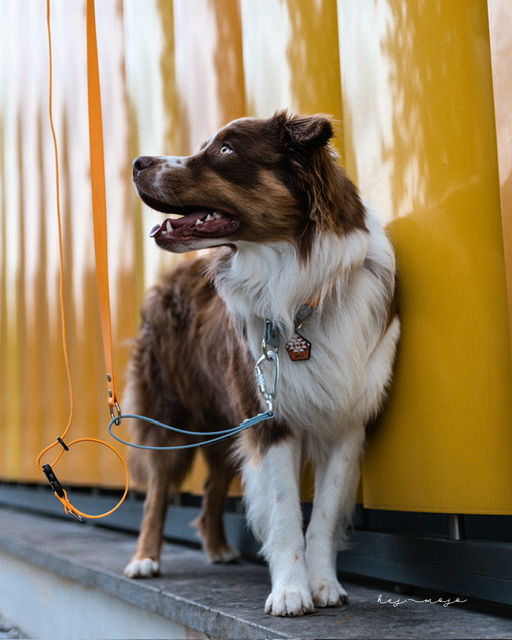 Customer photo review of The Tide - Limited QuickSlip™ Collar