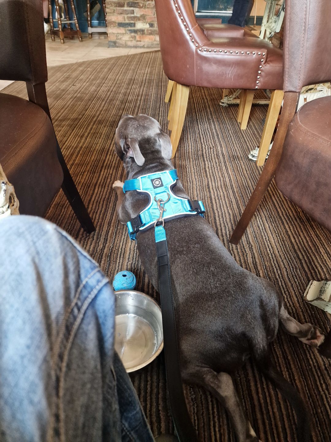 Customer photo review of Premium Comfort Harness | Non Restrictive & Adjustable - Light Blue
