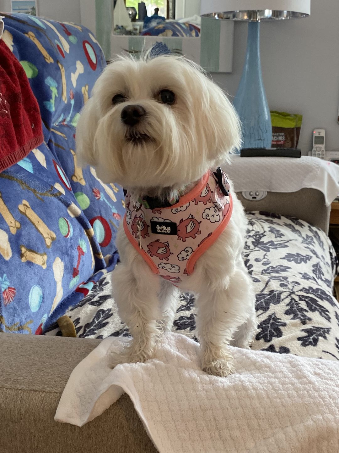 Customer photo review of Adjustable Dog Harness - Pigasus