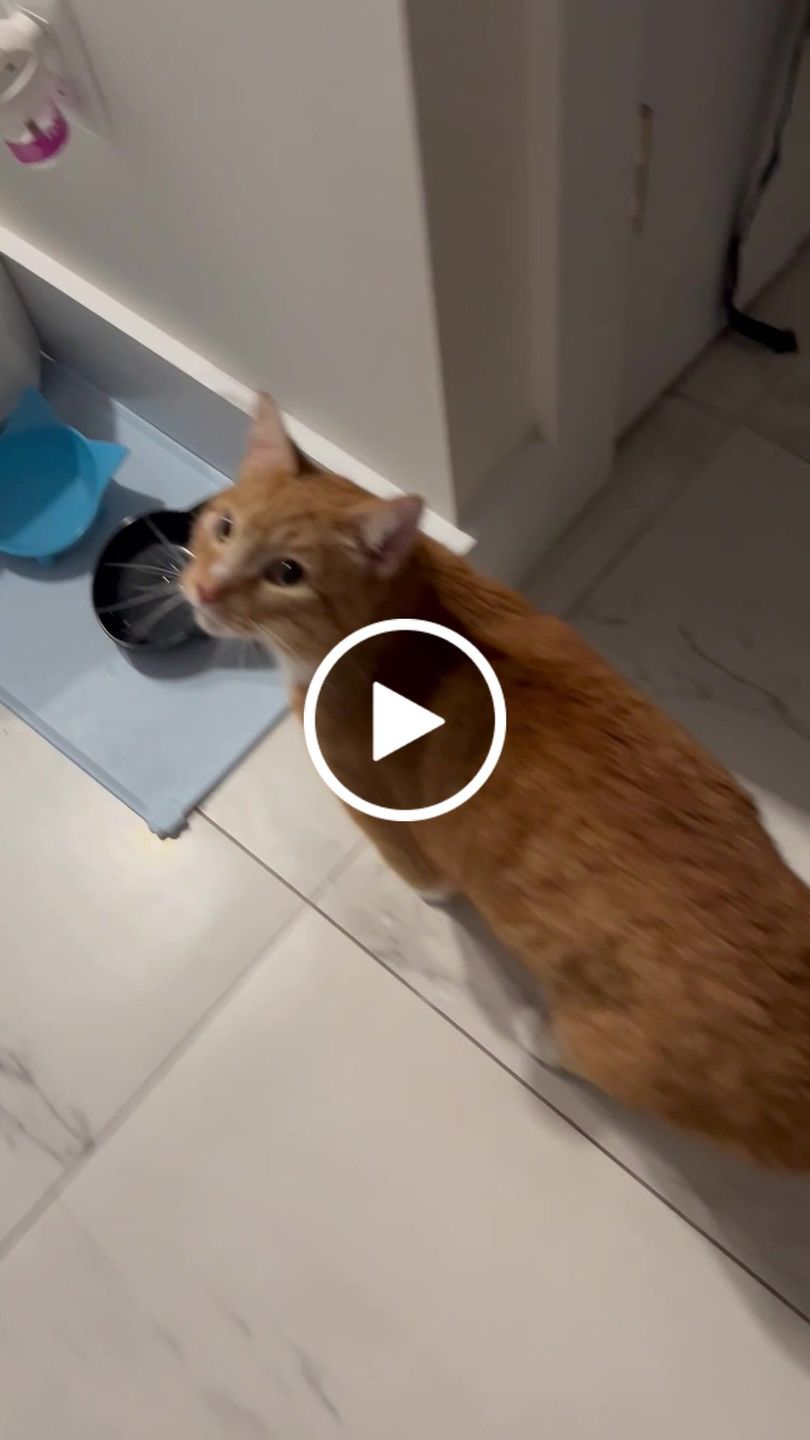 Customer video review of Royal Canin Veterinary Diet - Urinary SO+ Satiety Dry Cat Food