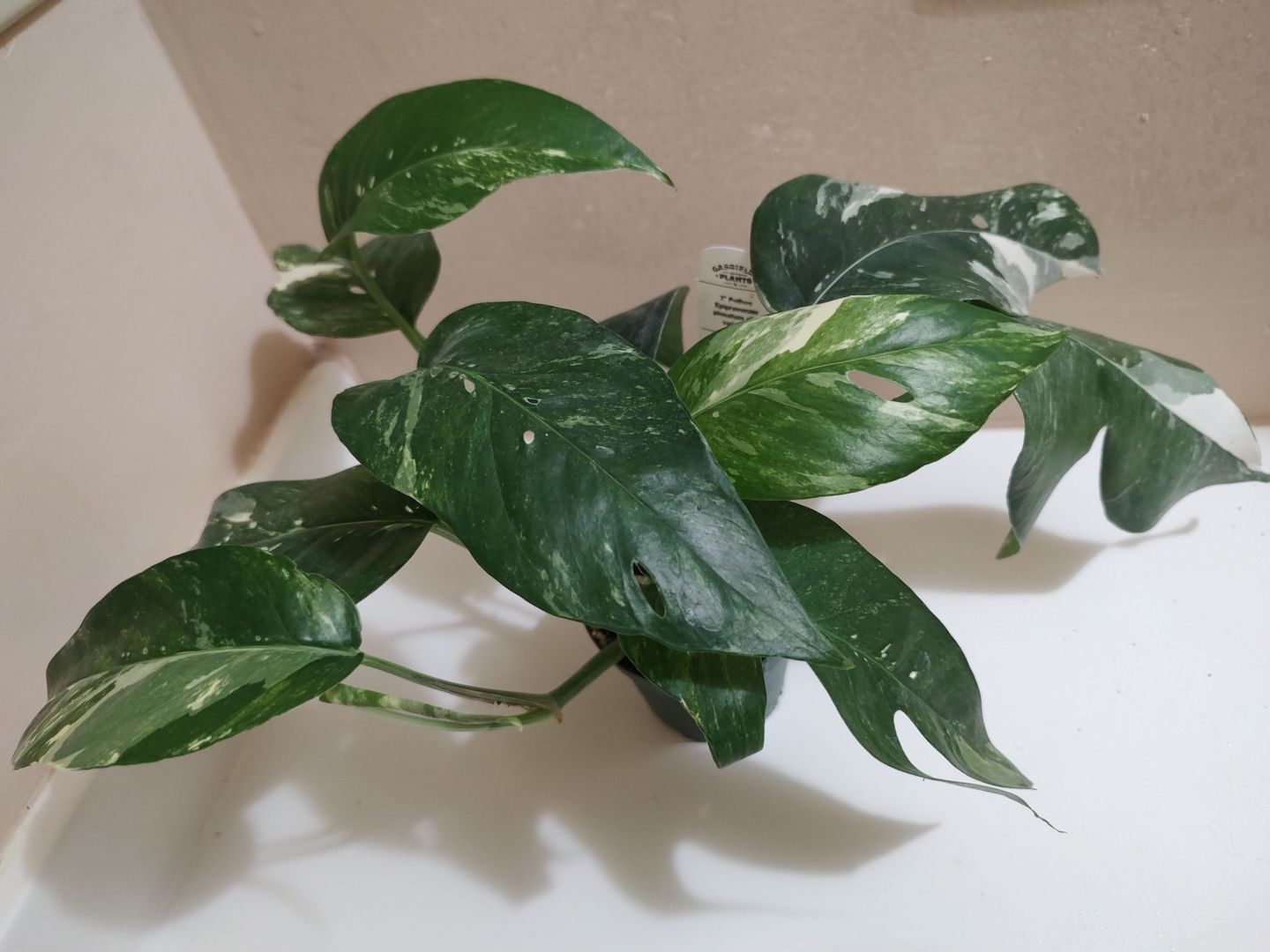 Customer photo review of Pothos Epipremnum pinnatum albo variegata