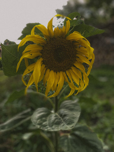 Customer photo review of PORTRA 400 LIGHTROOM PRESETS