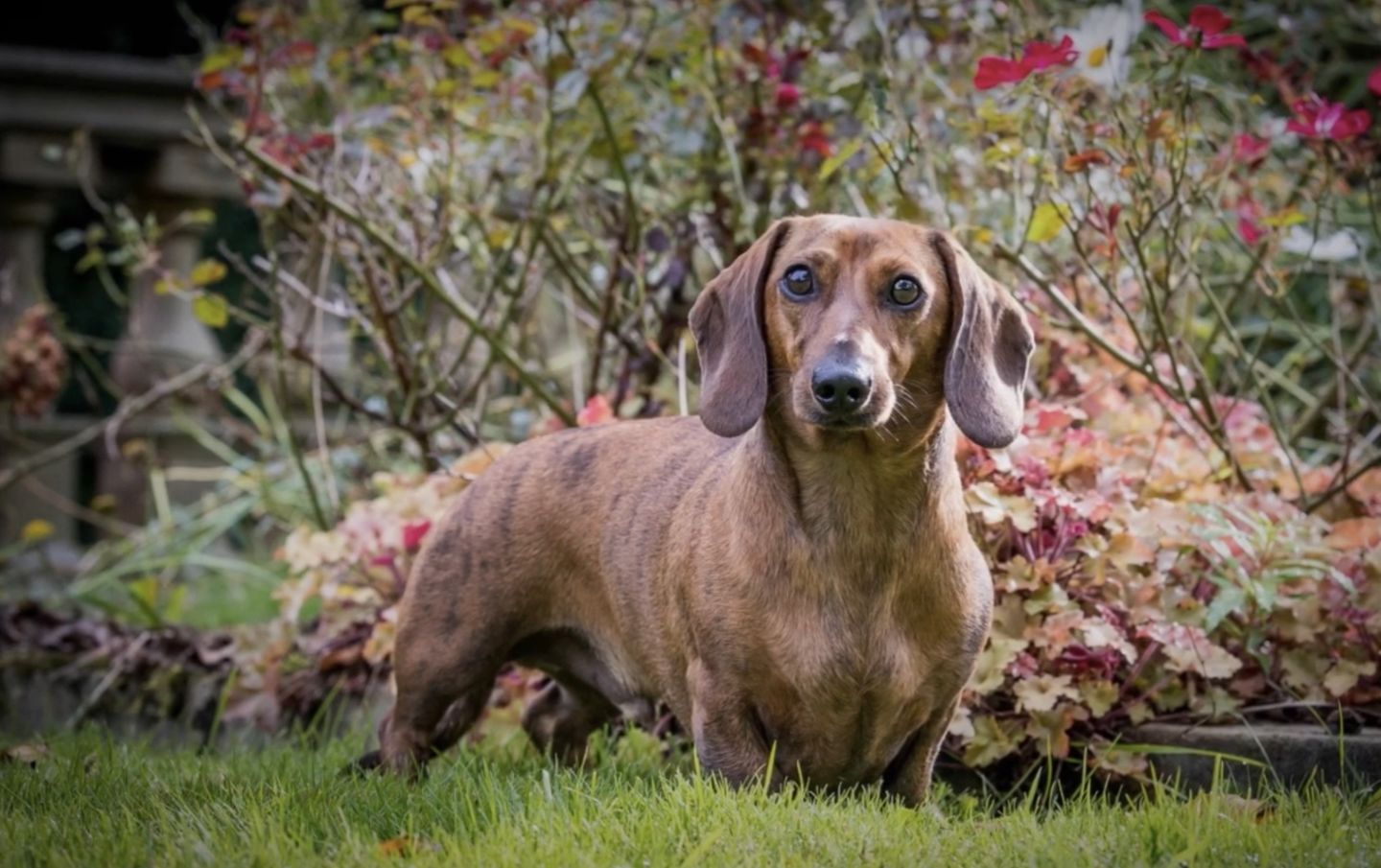 Customer photo review of Glucosamine Powder For Dogs