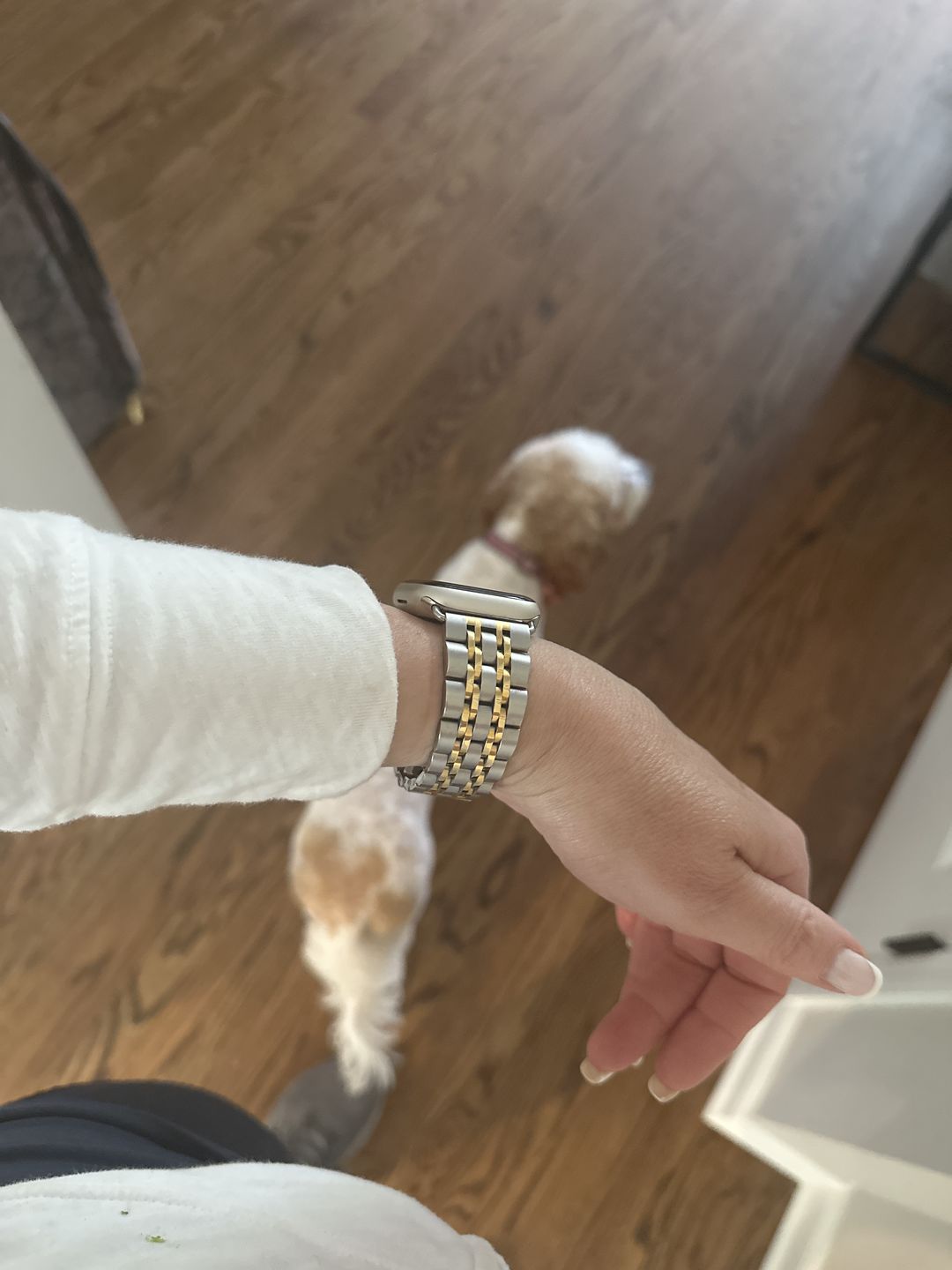 Customer photo review of Themis Stainless Band