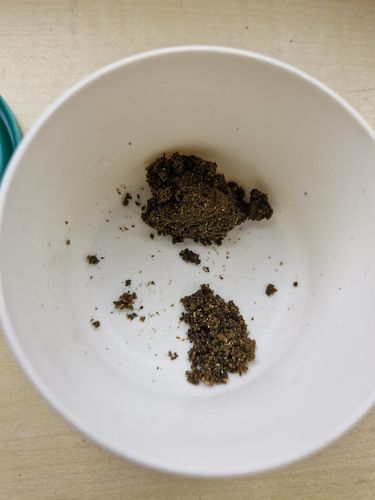 Customer photo review of Blue Dream