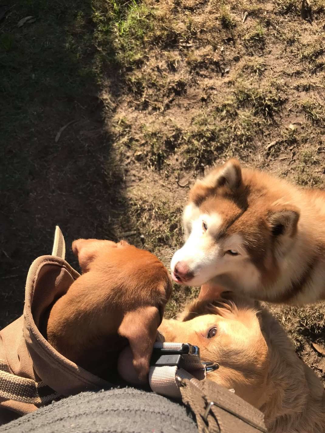 Customer photo review of Cepillo Cortador de Nudos de Pelo para Mascotas Milgenial