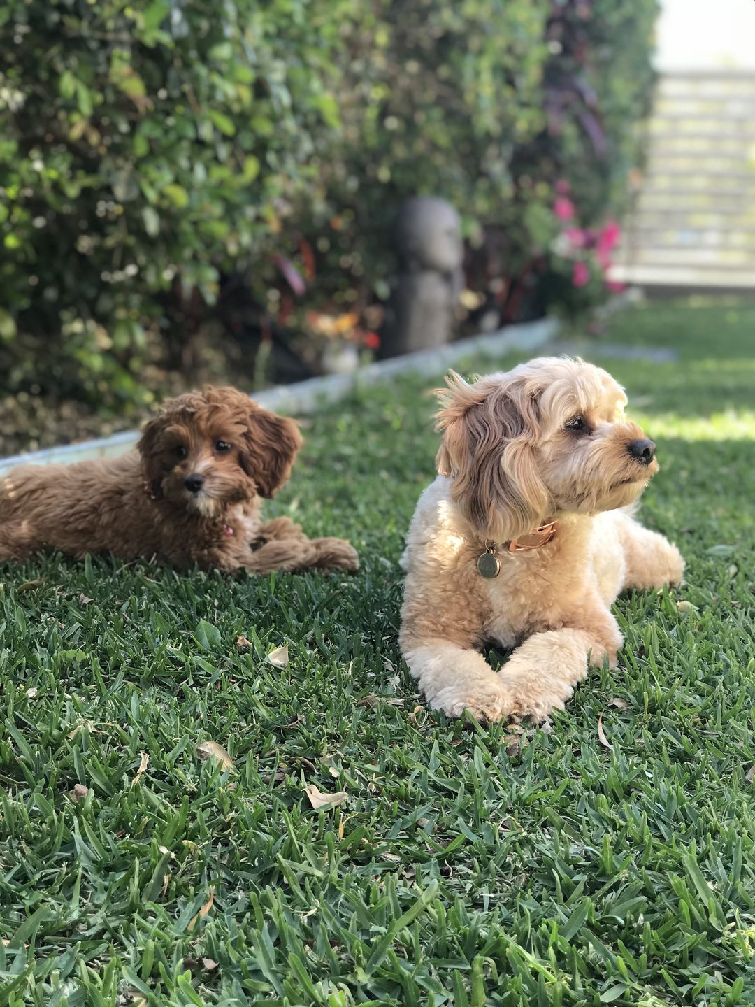 Customer photo review of Premium Chicken Chews