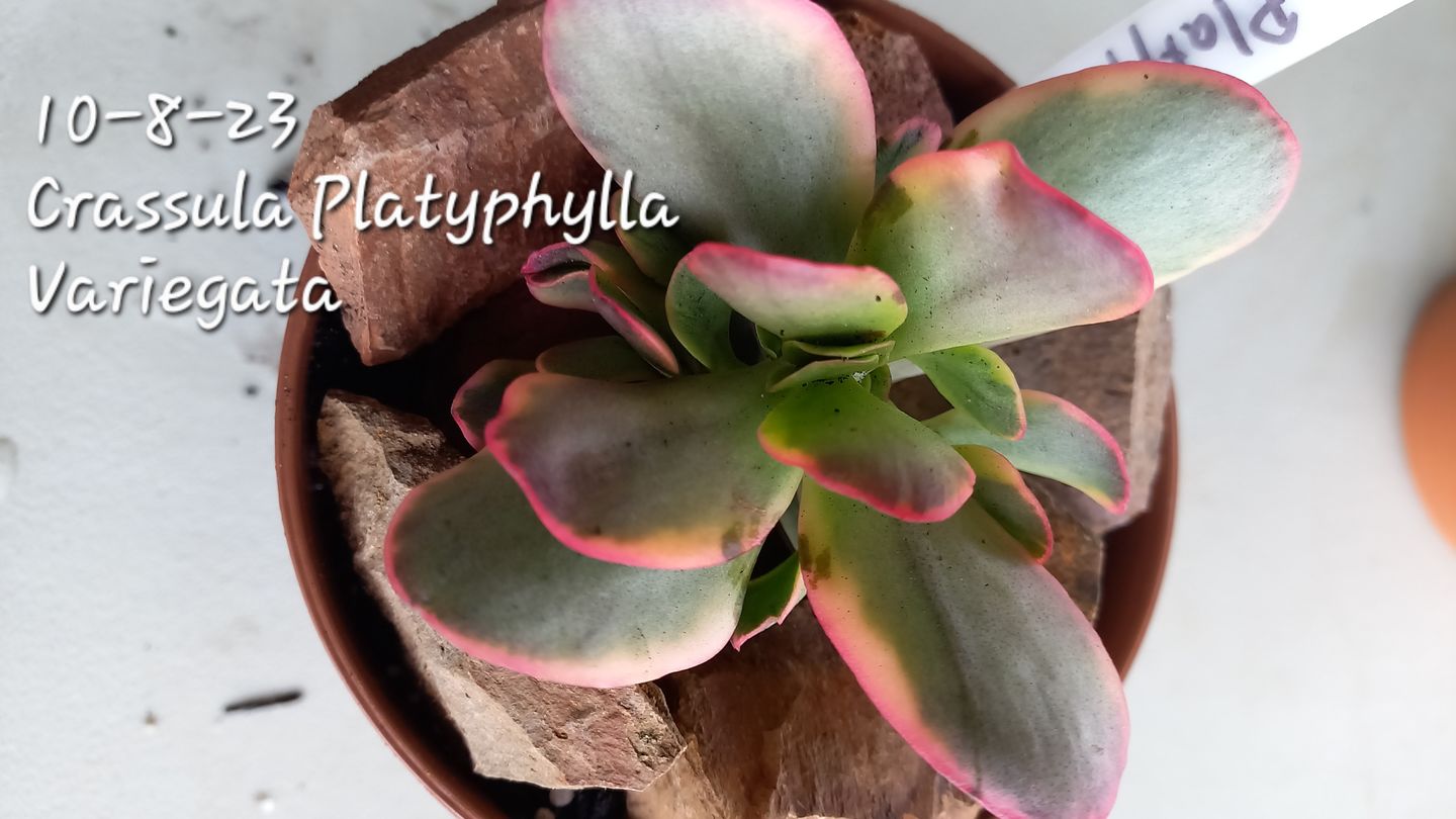 Customer photo review of Crassula Platyphylla Variagata