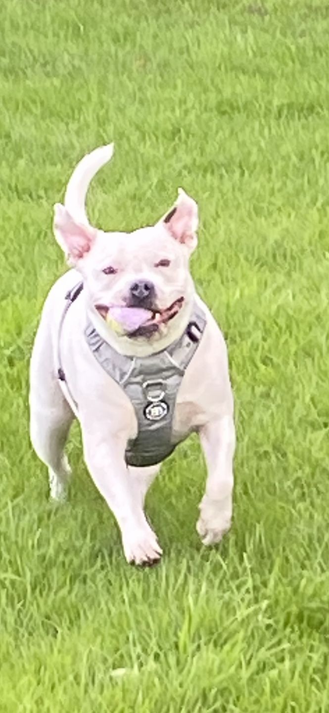 Customer photo review of Air Mesh Harness - Anti-Pull, With Handle, Non Restrictive & Adjustable - Grey