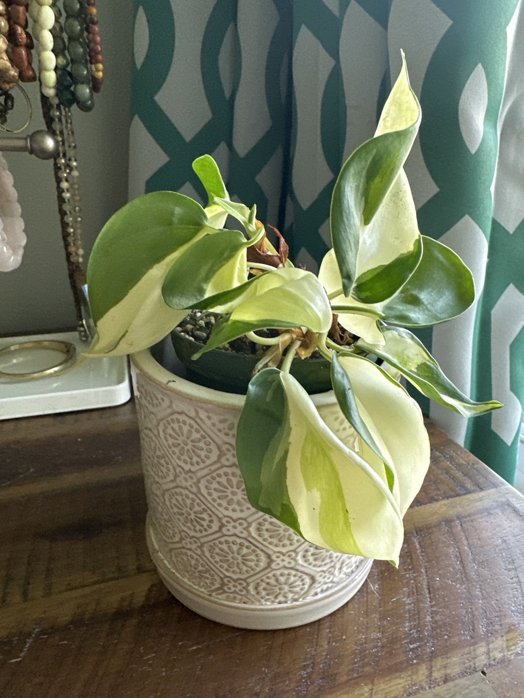 Customer photo review of Philodendron hederaceum 'Gabby'
