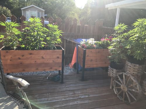 Customer photo review of Platform Feet