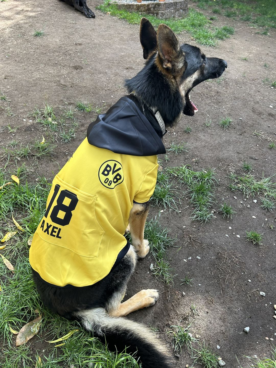 Customer photo review of BVB Borussia Dortmund Dog Hoodie