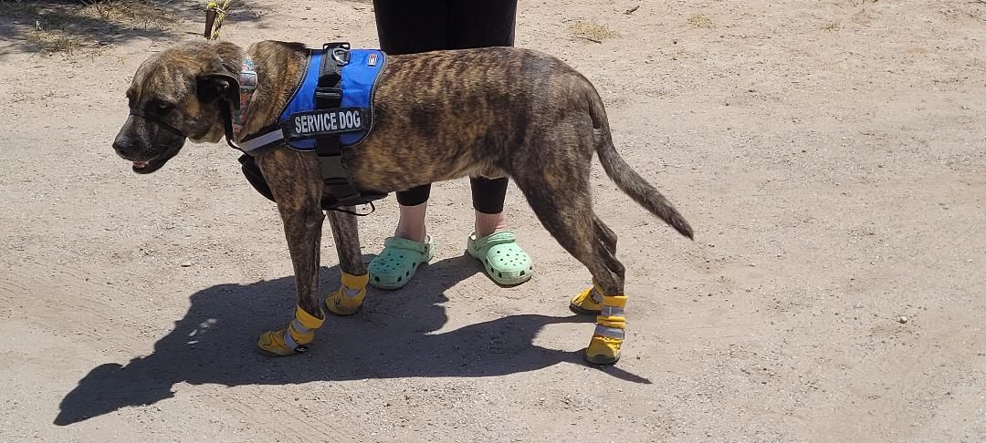 Customer photo review of NexGard & Heartgard (Brown) Combo Dogs 60-121 lbs (25-50 kg)