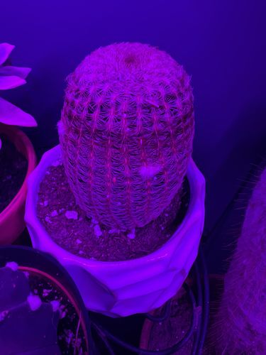 Customer photo review of Rainbow Hedgehog Cactus | Echinocereus rigidissimus