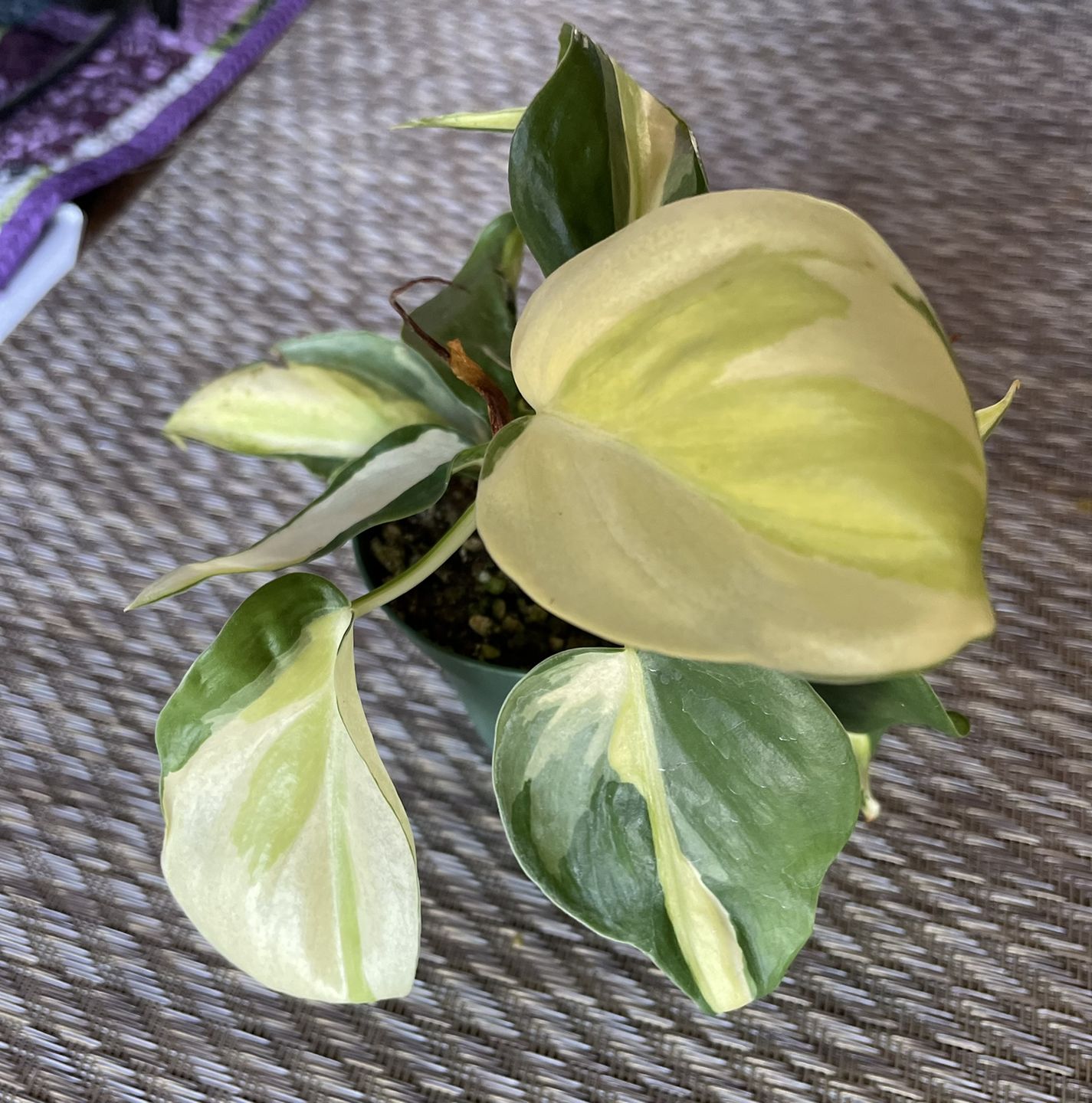 Customer photo review of Philodendron hederaceum 'Gabby'