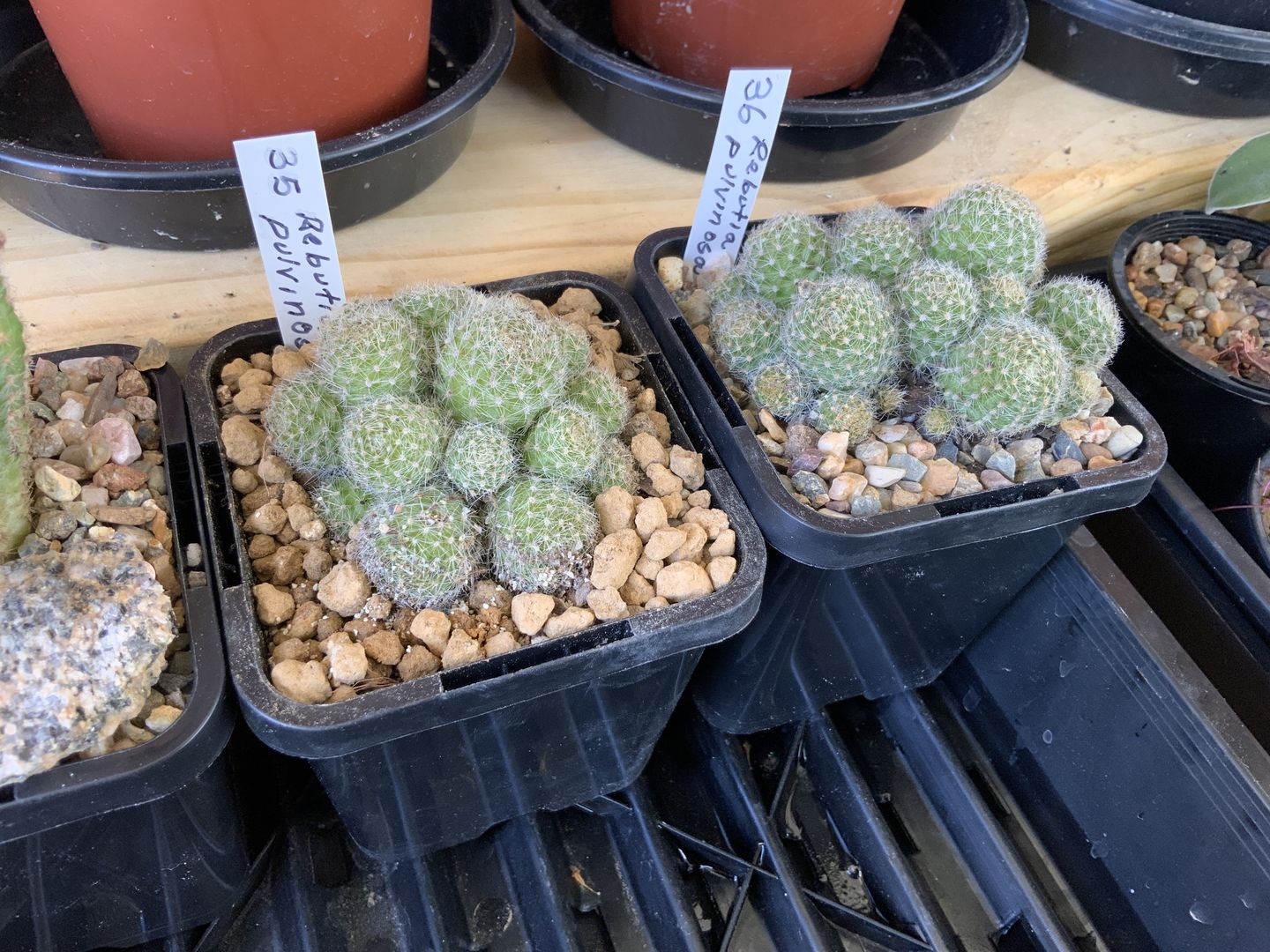 Customer photo review of Rebutia pulvinosa 'Crown Cactus' - Orange flowers