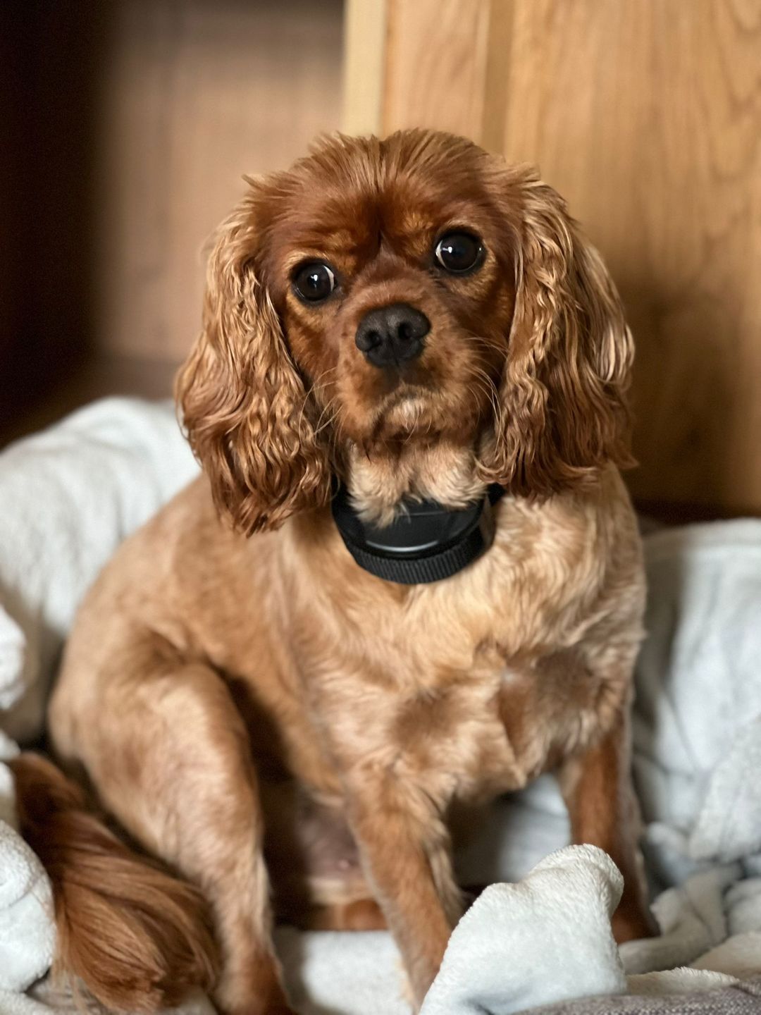 Customer photo review of Anti Bark Training Collar Ireland