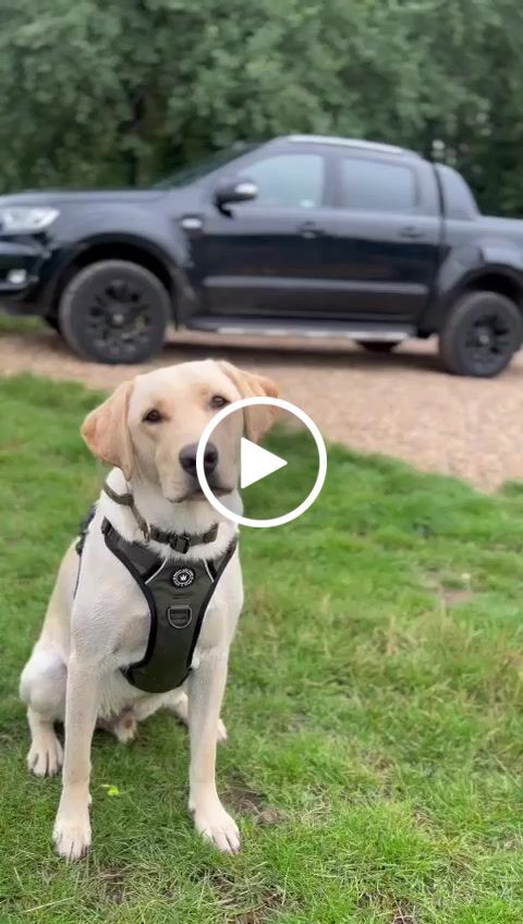 Customer video review of Trail & Glow® Dog Harness - The Khaki One