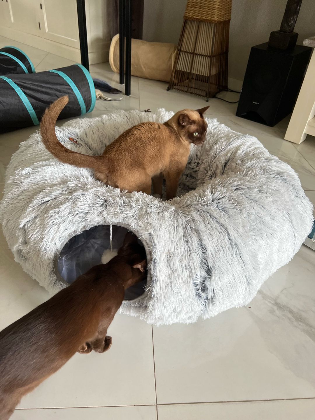 Customer photo review of 2 in 1 Tunnel Bed