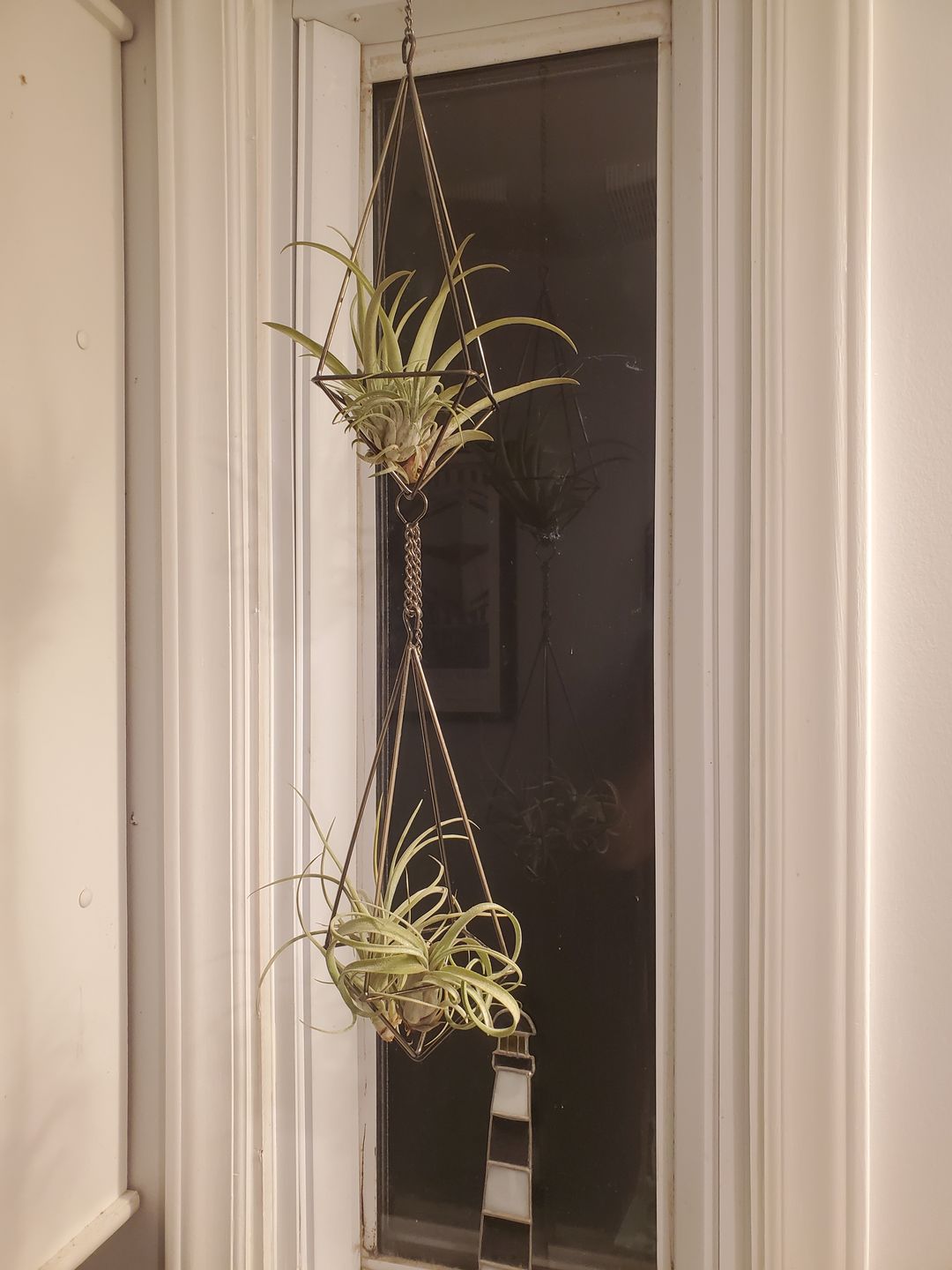 Customer photo review of Capitata  Peach  (Easy Care)