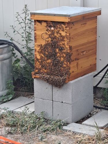 Customer photo review of BeeCastle Hives 8 Frame Unassembled Deep Brood Bee Box With Wooden Frames and Beeswax Foundation
