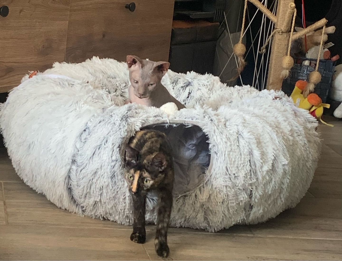 Customer photo review of 2 in 1 Tunnel Bed
