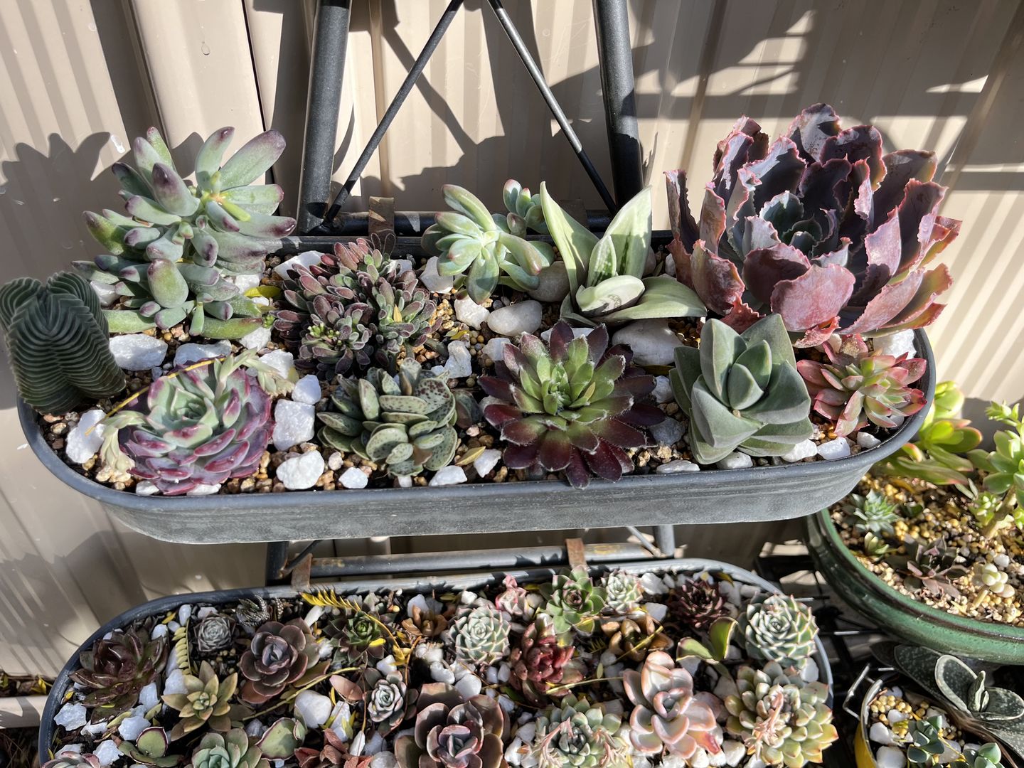 Customer photo review of Crassula Buddha's Temple