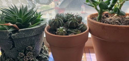 Customer photo review of Suzannae | Euphorbia Suzannae
