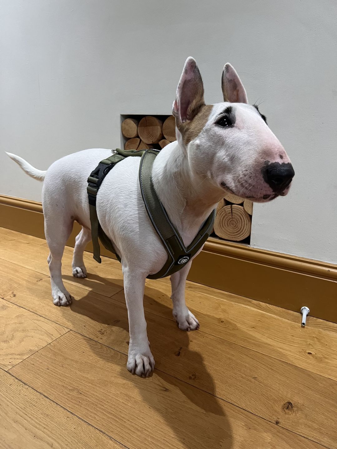 Customer photo review of RR - Slip on Padded Comfort Harness | Non Restrictive & Reflective - Khaki