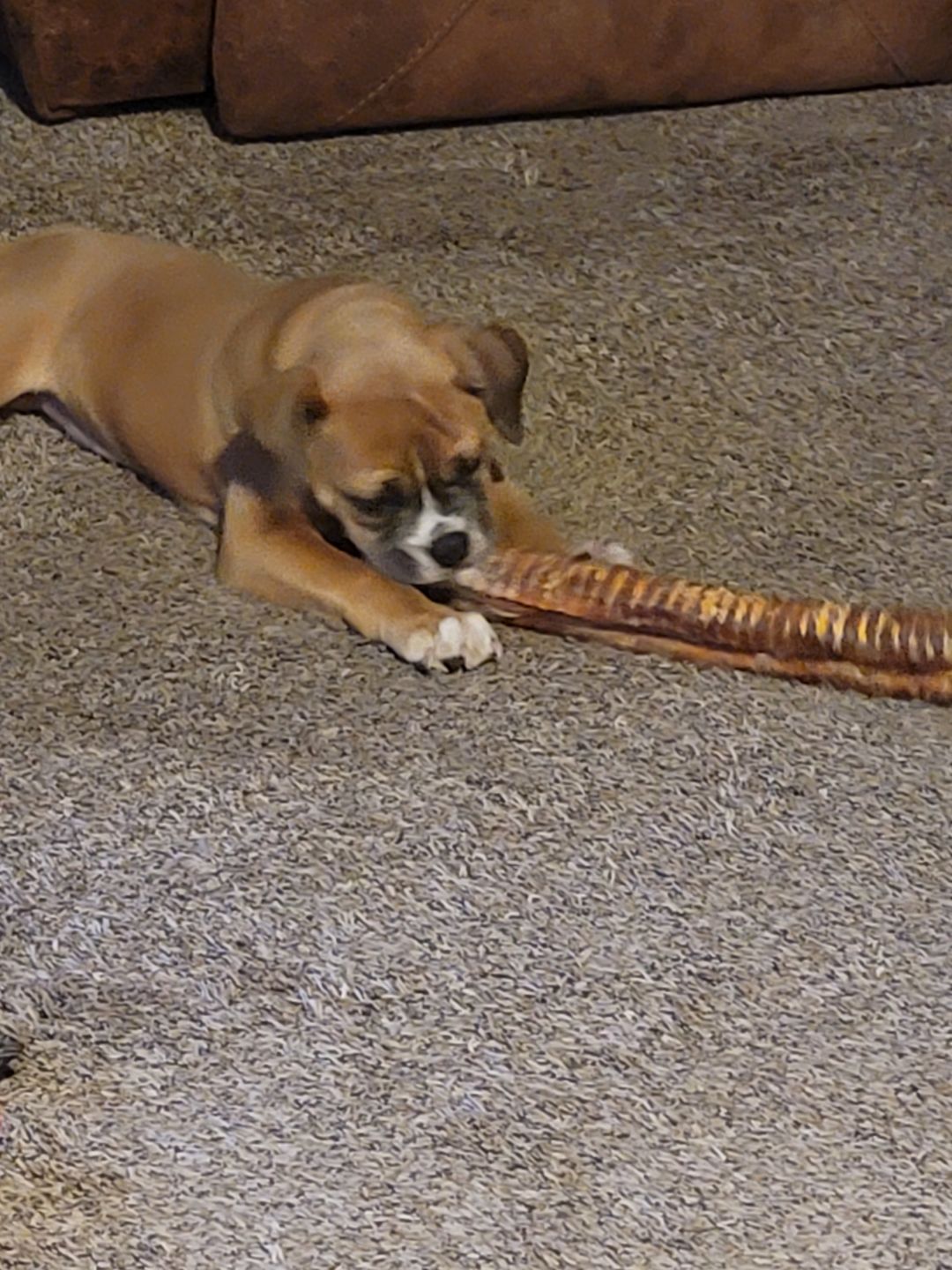 Customer photo review of 12 Inch Beef Trachea
