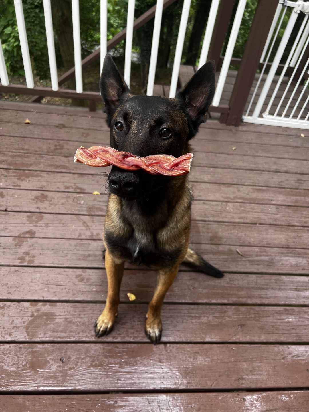 Customer photo review of 6 Inch Monster Braided Bully Stick