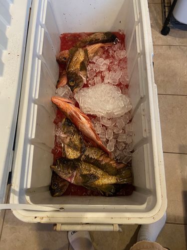 Customer photo review of Fisherman's Life® Vertical Jigs 100g, 150g, 200g, 300g FOUR COLORS available