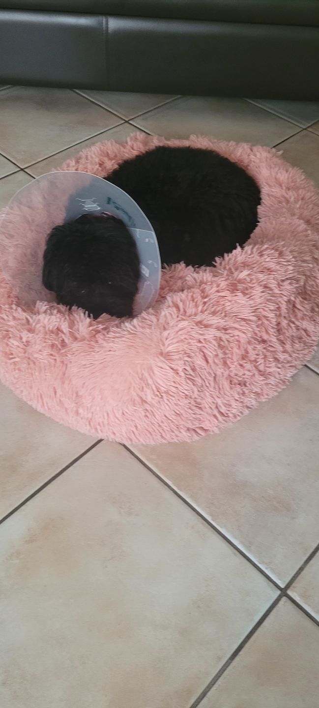 Customer photo review of Pawz Non-Removable Calming Pet Bed