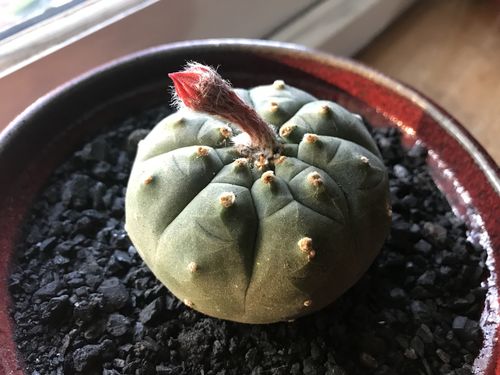 Customer photo review of Matucana madisoniorum