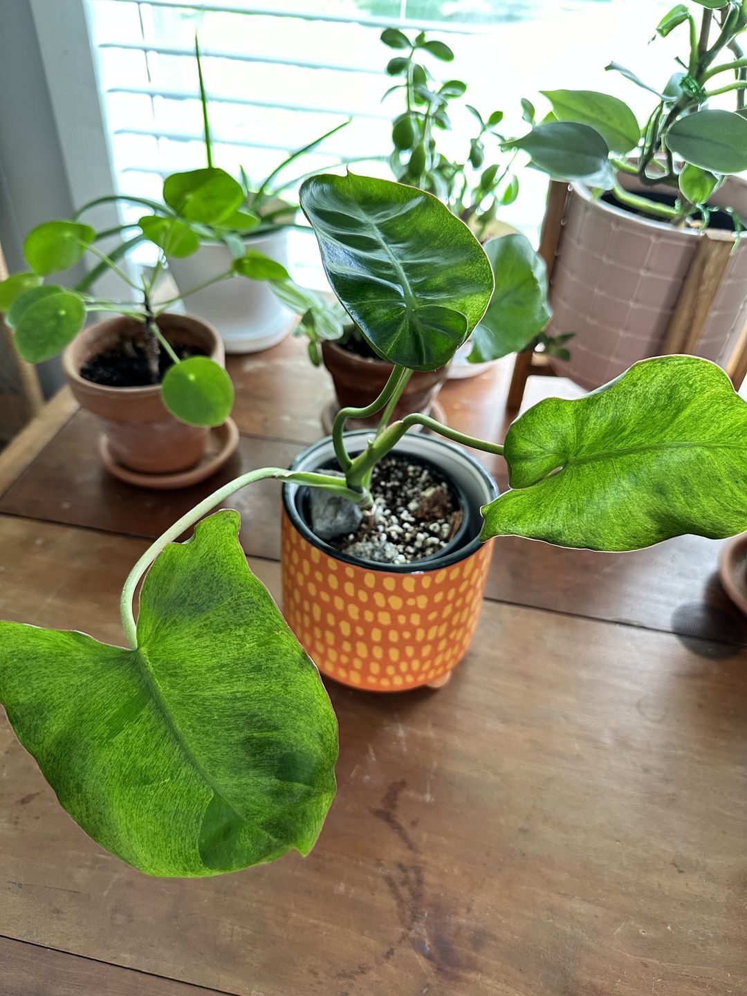 Customer photo review of Philodendron 'Paraiso Verde'
