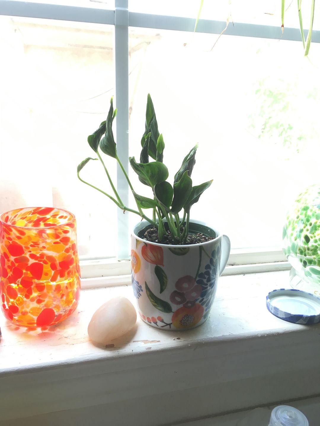 Customer photo review of Pothos Epipremnum aureum 'Shangri Ooh La La'