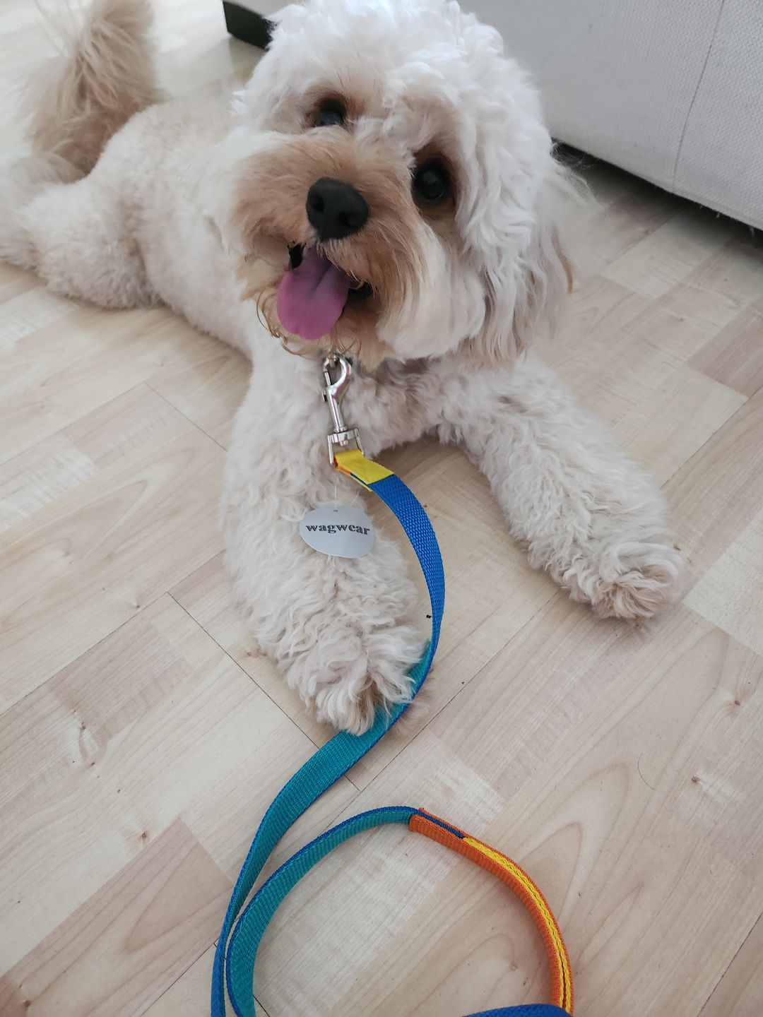 Customer photo review of Memphis Collar