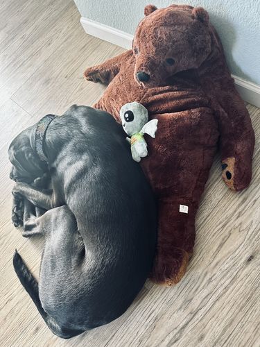 Customer photo review of SKOGGY & ONESIE BUNDLE