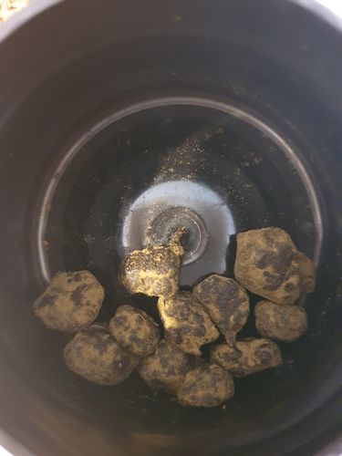 Customer photo review of 🌙 🪨 Moonrocks x 55% HHC
