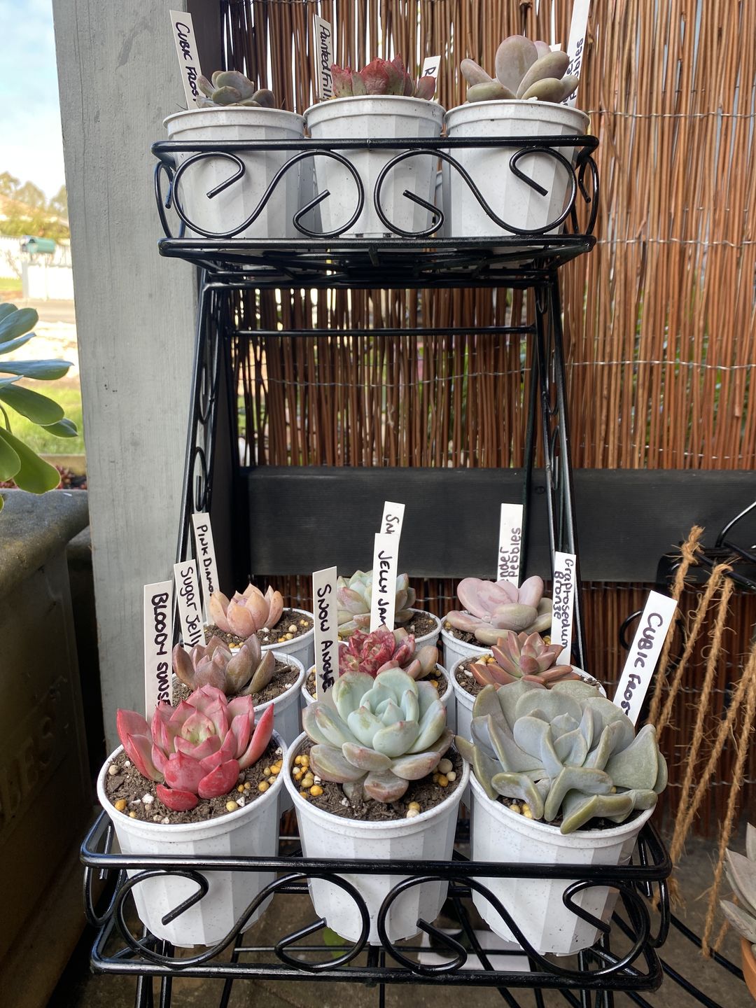 Customer photo review of Decorative Pot 73mm White Granite - Qty 20