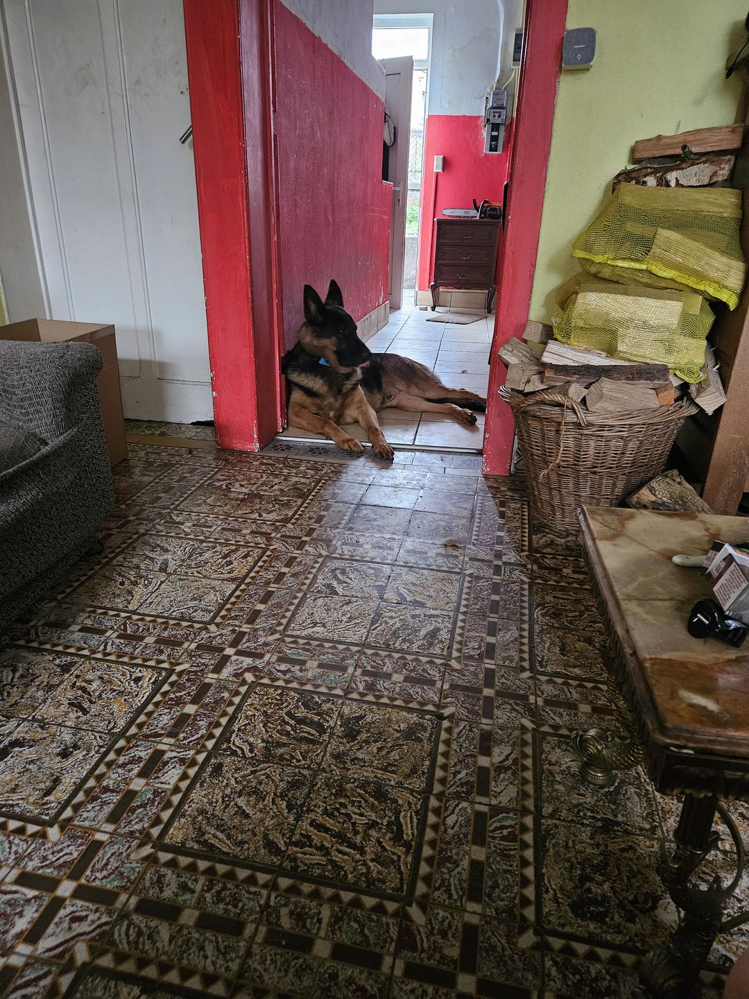 Customer photo review of Télécommande anti-aboiement PuppySafe