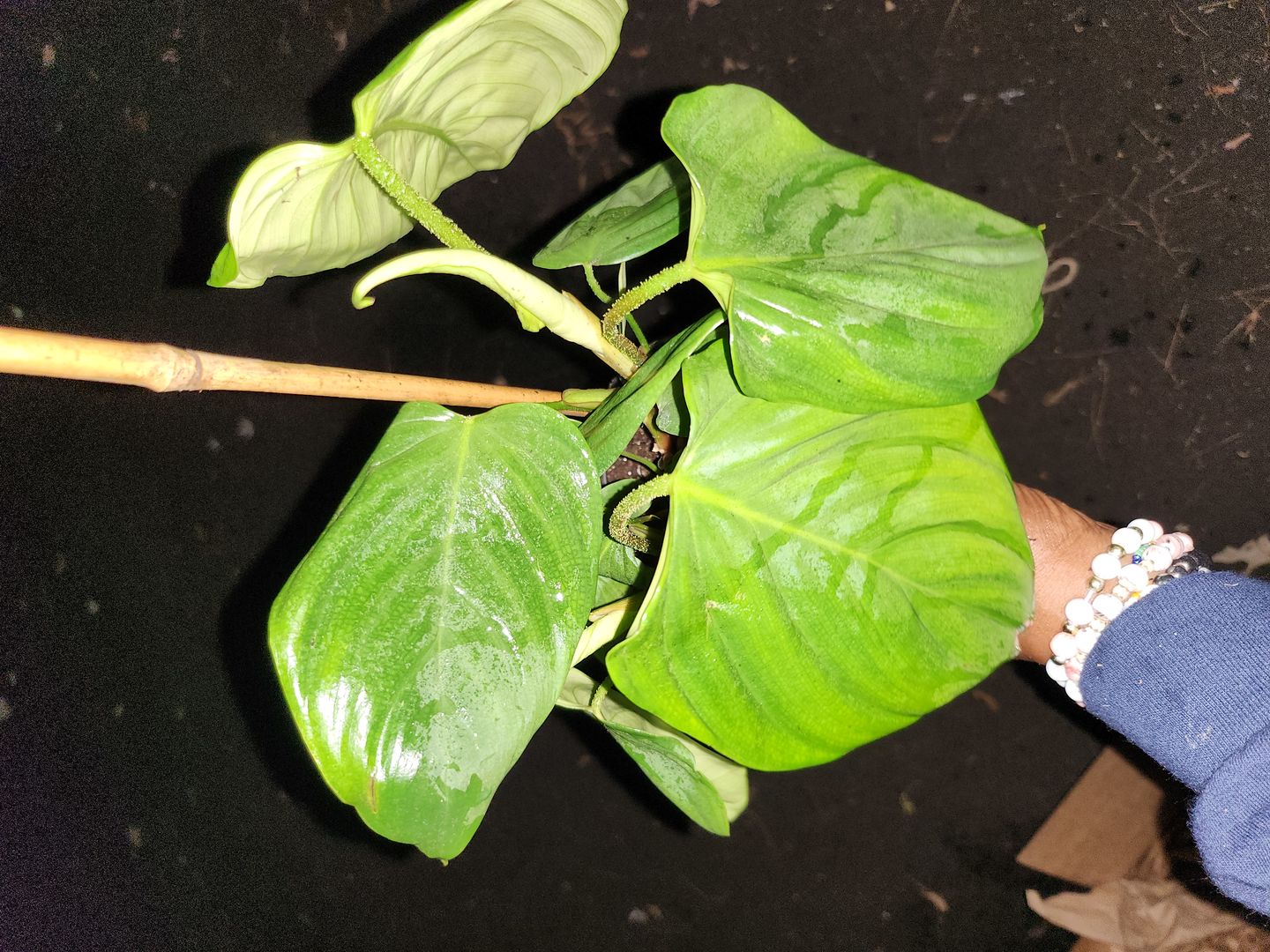 Customer photo review of Philodendron giganteum